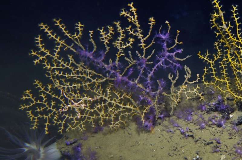 Gulf corals still suffering more than a decade after Deepwater Horizon oil spill