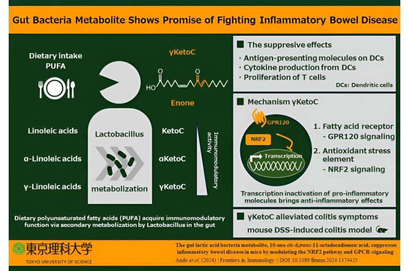 Metabólito de bactérias intestinais mostra-se promissor no combate à doença inflamatória intestinal