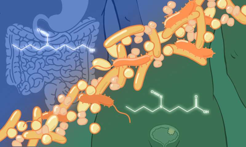 Gut microbes implicated in bladder cancer
