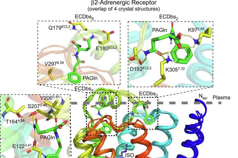 Intestine microbial pathway known as goal for advanced middle illness remedy