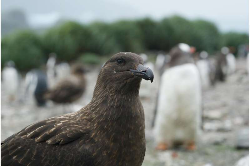 H5N1 avian influenza virus found in multiple bird species in Antarctica