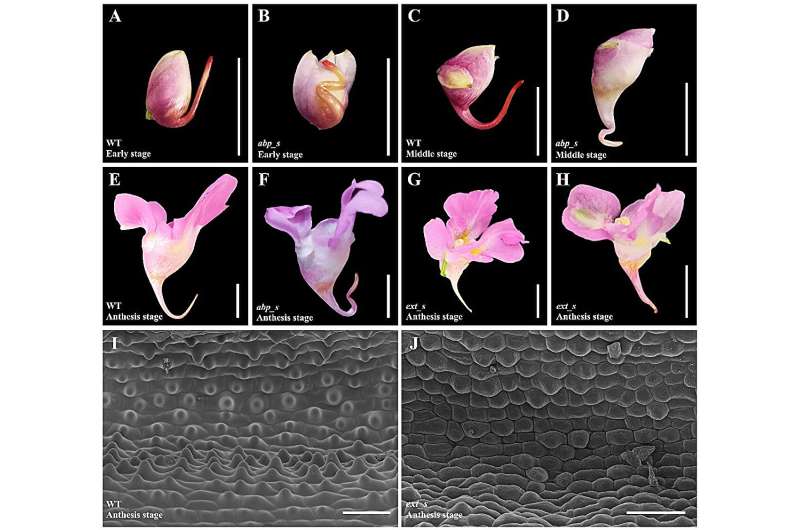 Hai-quan Huang's research team at Southwest Forestry University has revealed the cellular and molecular basis of the spur development in Impatiens uliginosa
