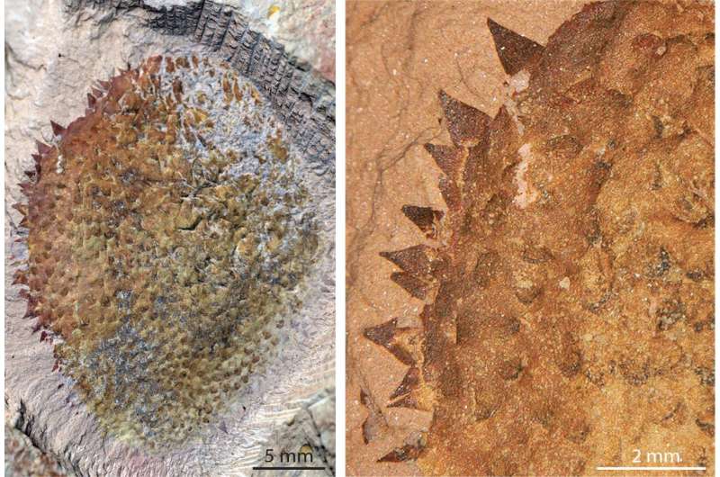 Half a billion-year-old spiny slug reveals the origins of mollusks