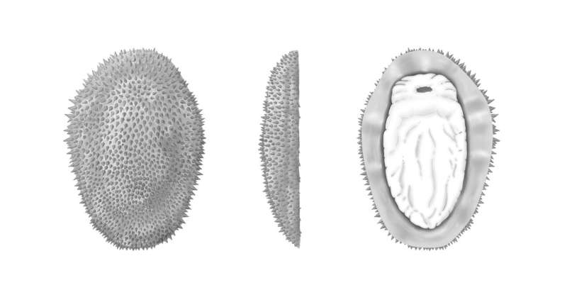 Une limace épineuse vieille d'un demi-milliard d'années révèle les origines des mollusques