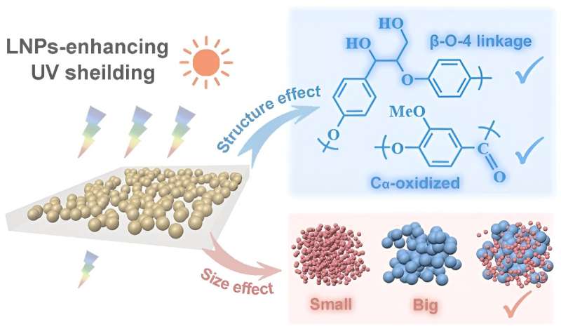 Het schild van de natuur benutten: verbetering van de bescherming tegen de zon met lignine-nanodeeltjes in cosmetica