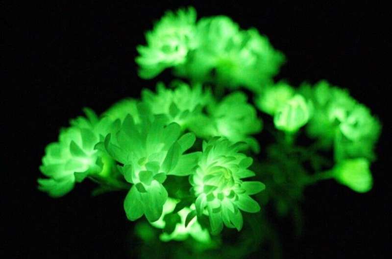 Harnessing the mechanisms of fungal bioluminescence to confer autonomous luminescence in plants and animal cells
