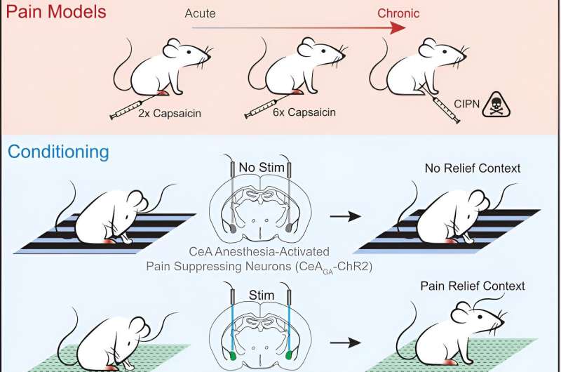 Harnessing the power of placebo for pain relief