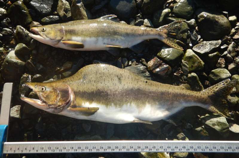 Hatcheries can boost wild salmon numbers but reduce diversity