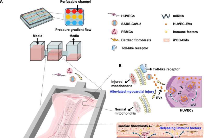 Heart-on-a-chip model used to glean insights into COVID-19-induced heart inflammation