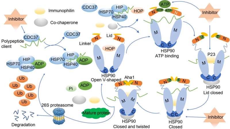 Heat shock protein 90: biological functions, diseases and therapeutic targets