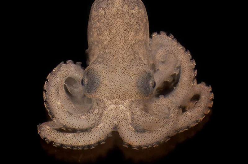Heat stress from ocean warming harms octopus vision