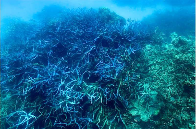 Heat stress on the Great Barrier Reef is likely to worsen in the coming weeks, a coral reef scientist told AFP