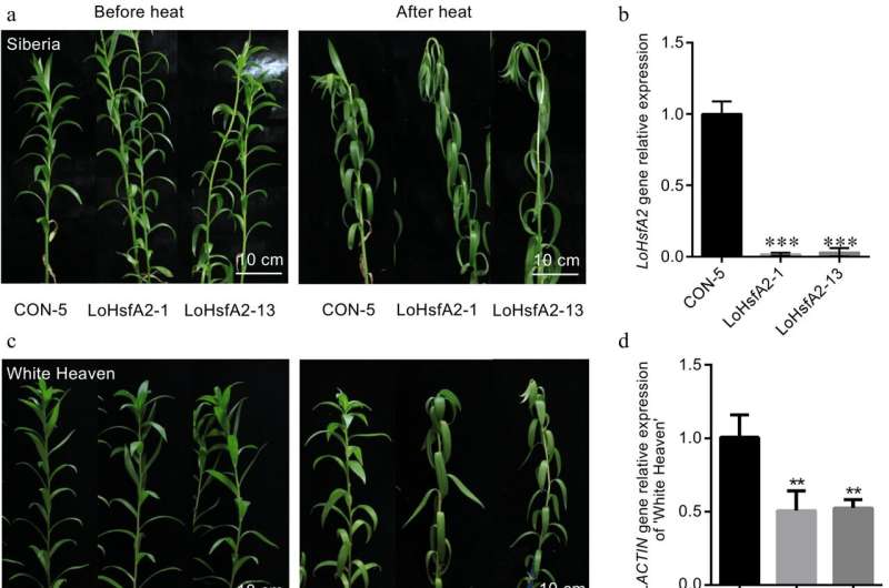 Heat stress survival: Unraveling the hsfA2-ACTIN dynamics in lily varieties