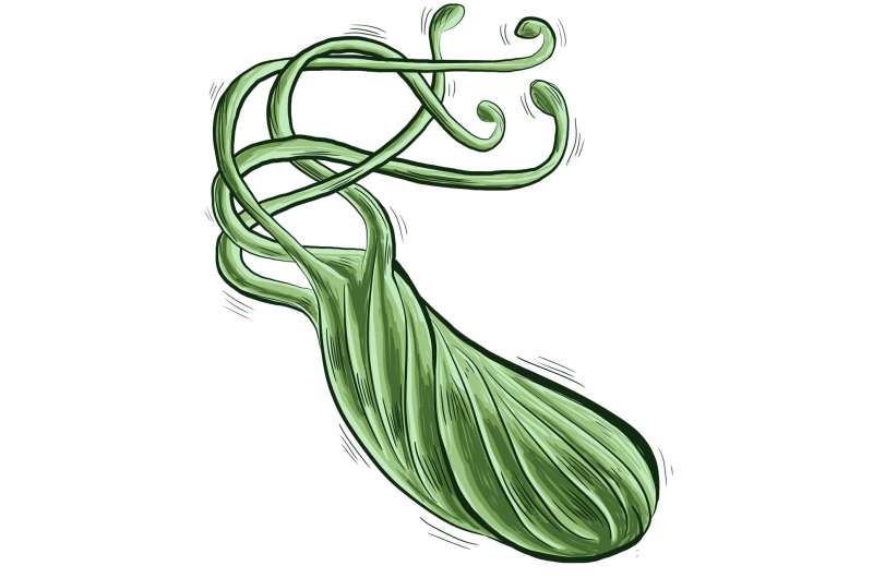 Helicobacter pylori