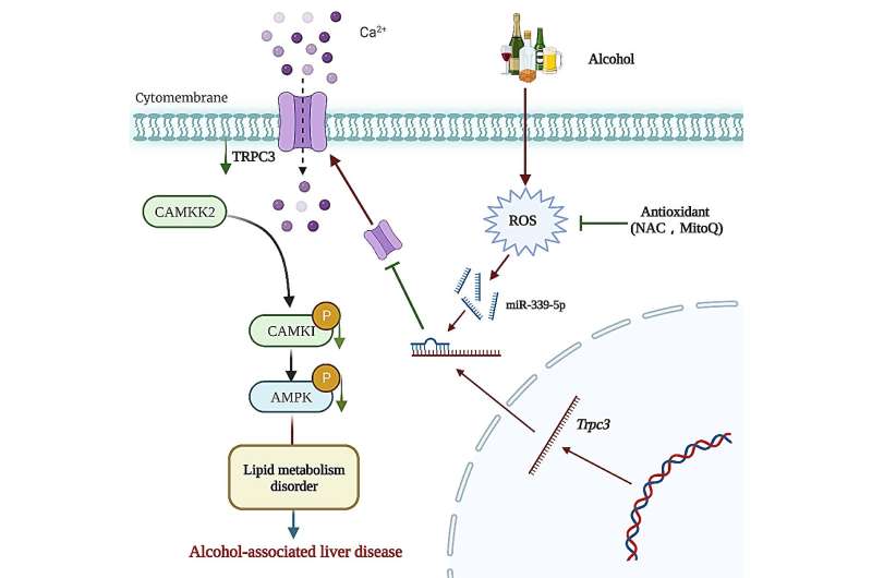 Hepatic TRPC3: an emerging regulator of alcohol-associated liver disease