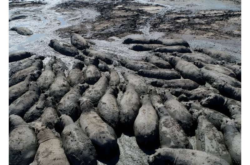 Herds of hippos are in danger of dying as ponds in Botswana dry up
