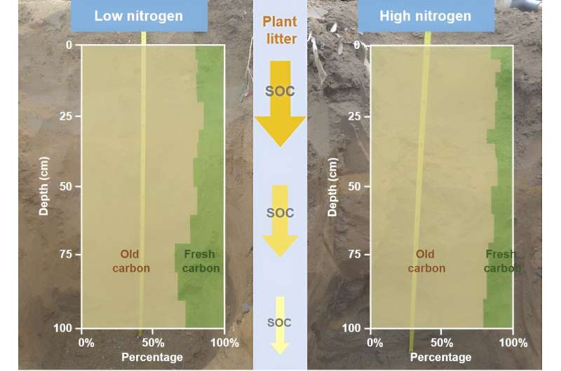 High nitrogen input promotes the redistribution of new organic carbon to deeper soil layers