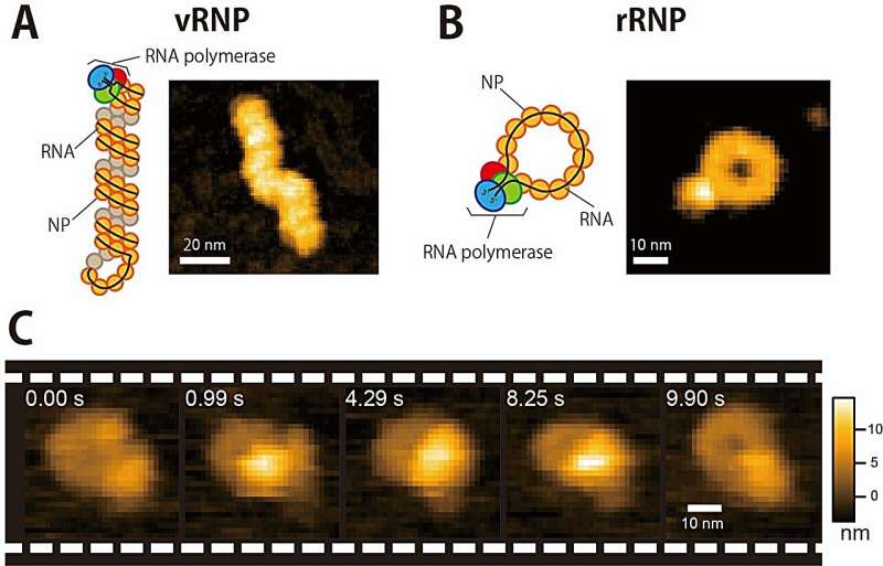 Onderzoeken met behulp van hogesnelheids-atomaire-krachtmicroscopie bieden inzicht in de replicatie van influenza A-virussen