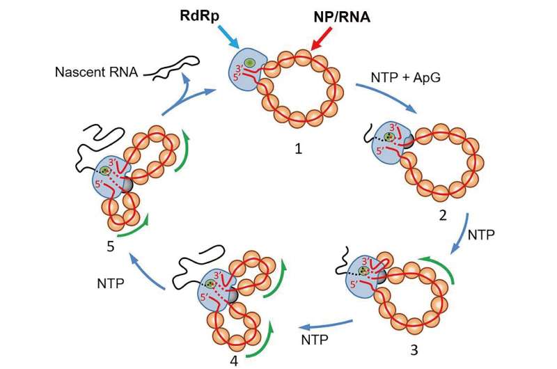 High speed atomic force microscopy studies provide insights into influenza A viral replication