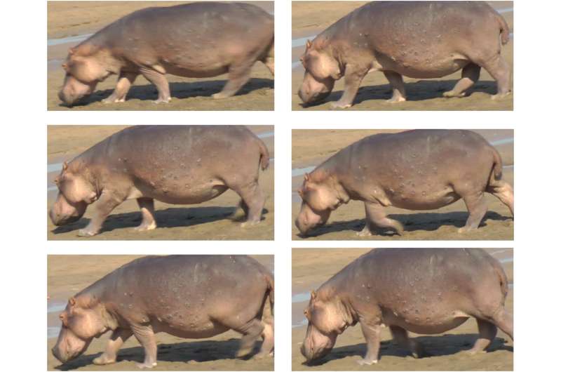 High speed video shows hippos get airborne when running