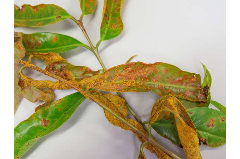 High-tech spray prevents and cures rusty plant threat