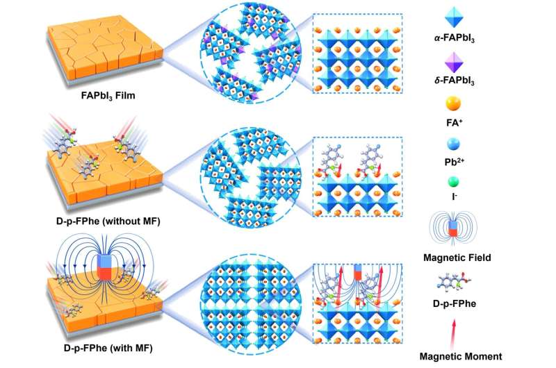 Highly oriented perovskite films induced by chiral molecules under magnetic-field control