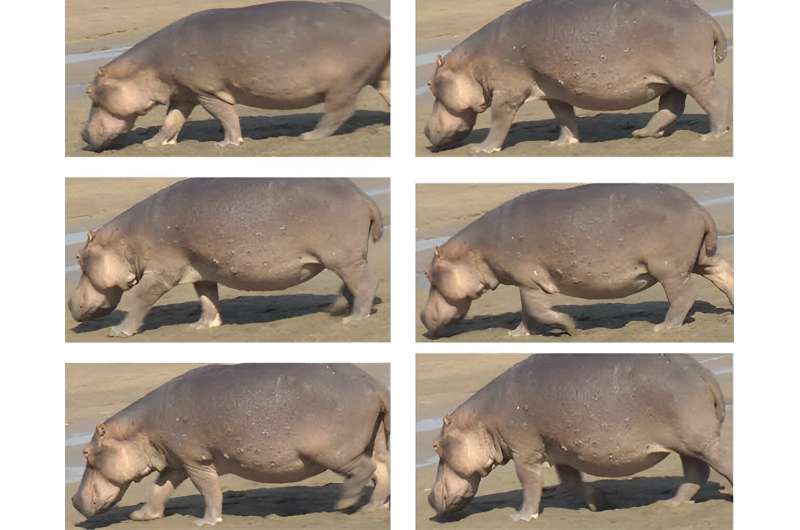Hippos don't fly, but the massive animals can get airborne