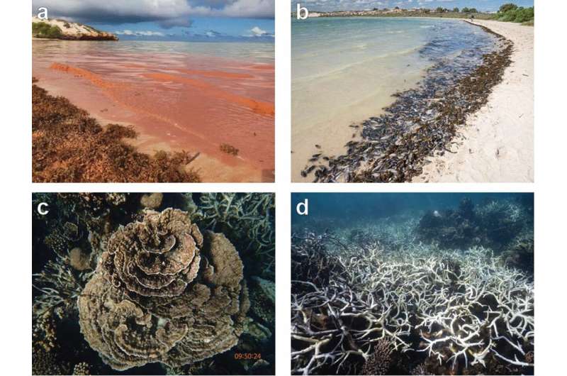 History repeats as Coral Bay faces mass loss of coral and fish life