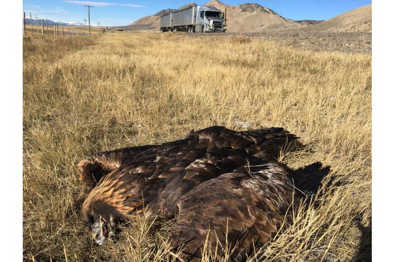 Hit or miss: Collisions affect raptors on a global scale