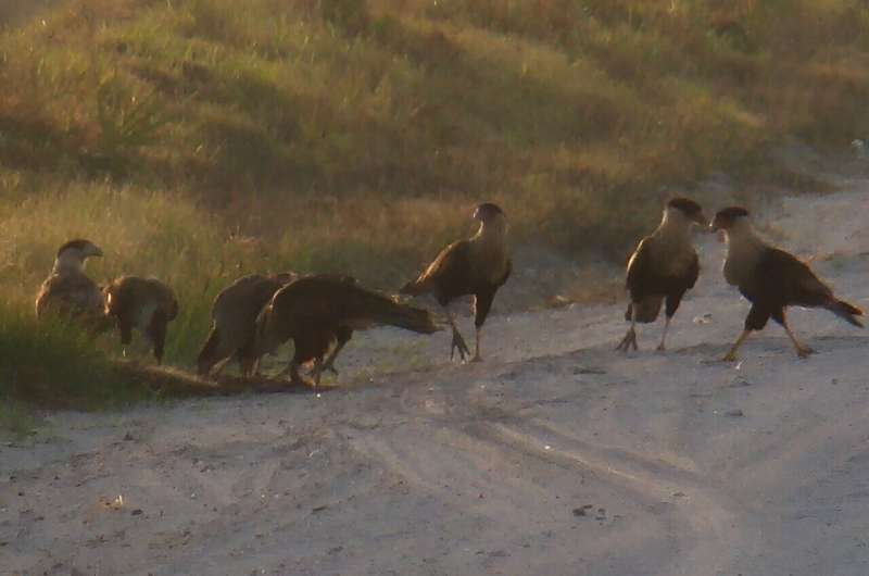 Hit or miss: Collisions affect raptors on a global scale