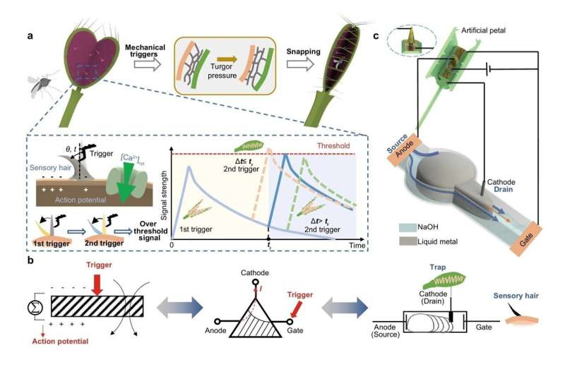 HKUST researcher developed liquid metal-based electronic logic device that mimics intelligent prey-capture mechanism of Venus flytrap