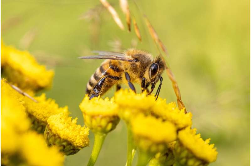 honey bee and farm