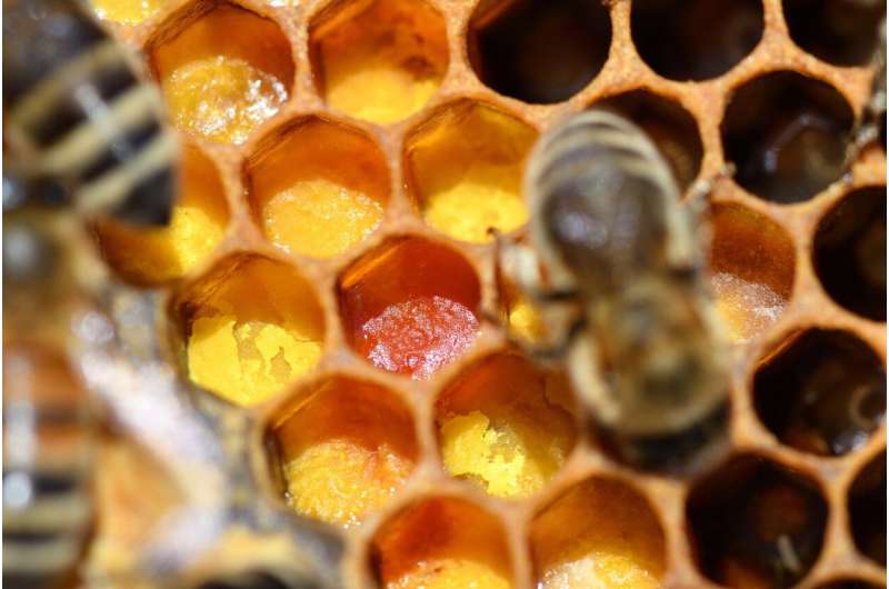 honeybee hive