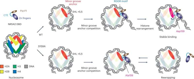 Hooking an anchor on the DNA minor groove to facilitate gene expression during reprogramming