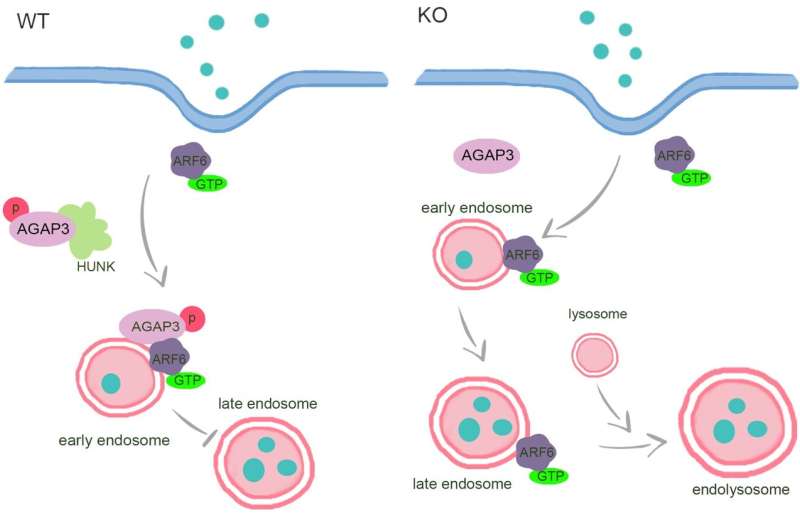 Hormonally Up-regulated Neu-associated Kinase (HUNK) unveils a new function in cellular transport regulation