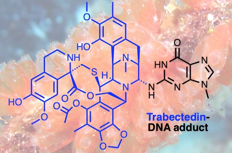 How a natural compound from sea squirts combats cancer