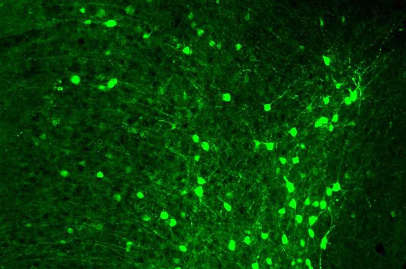 How ageing alters brain cells' ability to maintain memory