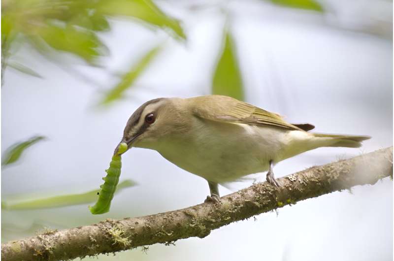 How Bad are Invasive Plants for Birds? It Depends.
