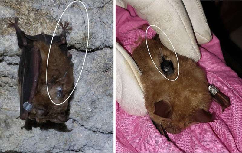 How bats 'leapfrog' their way home at night—new research