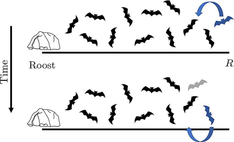 How bats 'leapfrog' their way home at night—new research