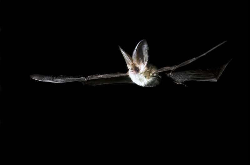 How bats survive Norwegian winter nights