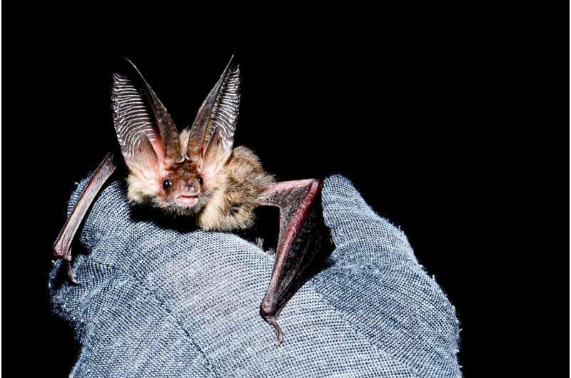 How bats survive Norwegian winter nights