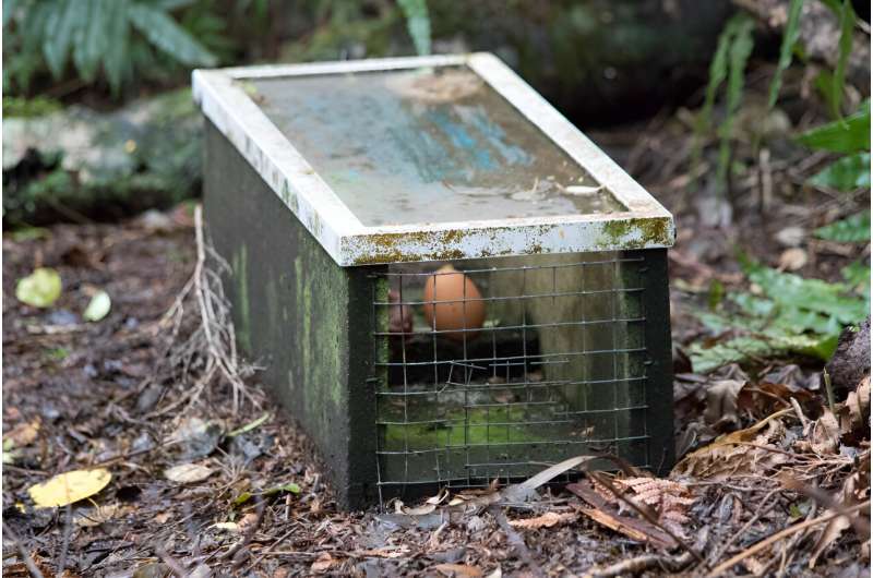 How better understanding of stoat behaviour will help predator control in Aotearoa