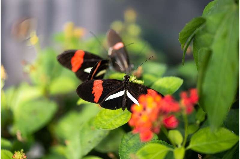 How butterflies choose mates: gene controls preferences