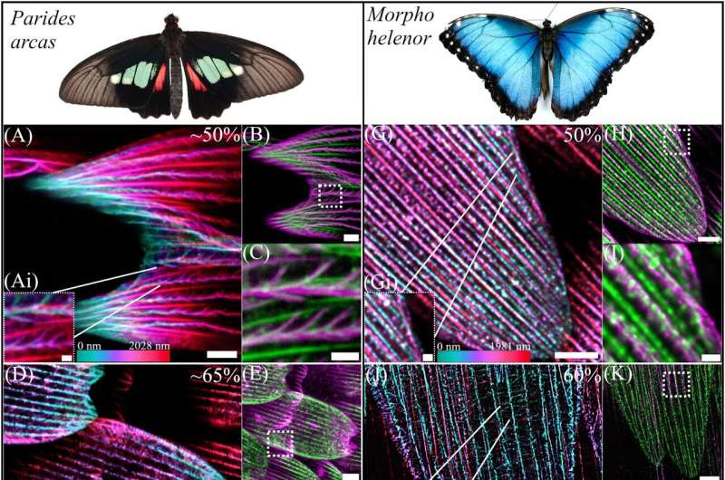 How butterfly wings get their vibrant colours