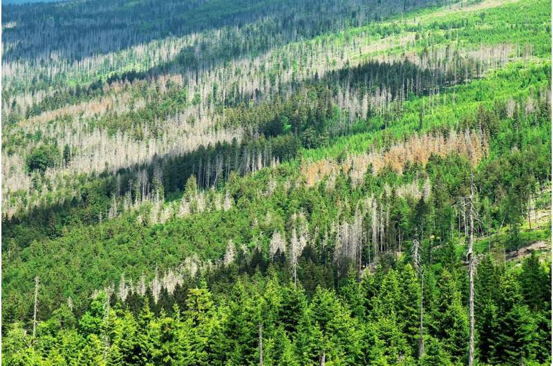 How can forests be reforested in a climate-friendly way?