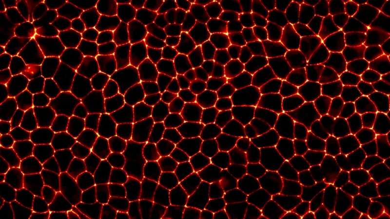 How cells use condensation to seal tissue tightly