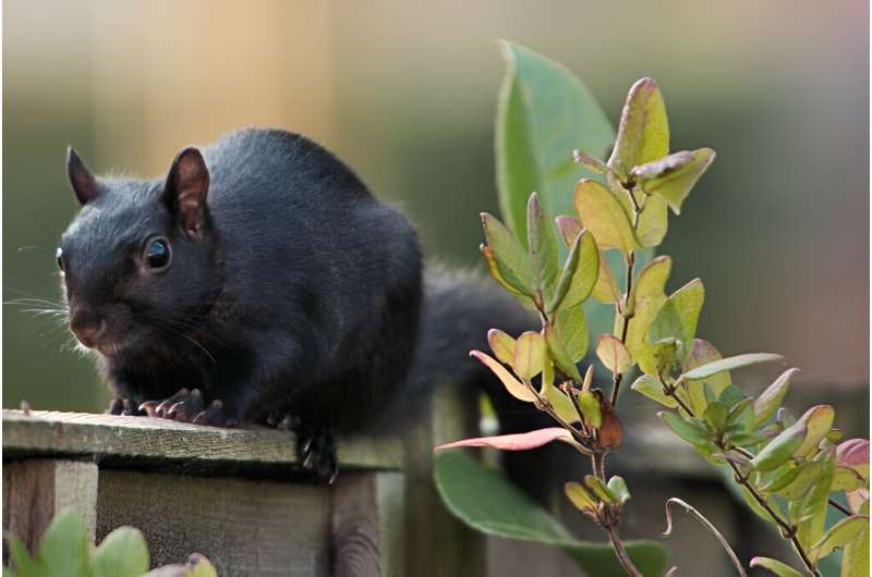 How color shapes which animals we fear — and which we protect