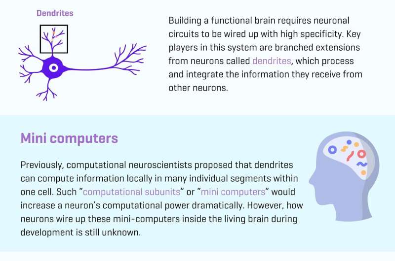 How developing neurons build "mini-computers" for increased computational power