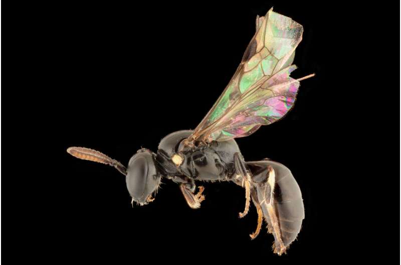 How did a tiny bee get to French Polynesia? Eight new species help solve a scientific mystery